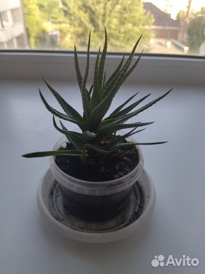 Продам цветы комнатные