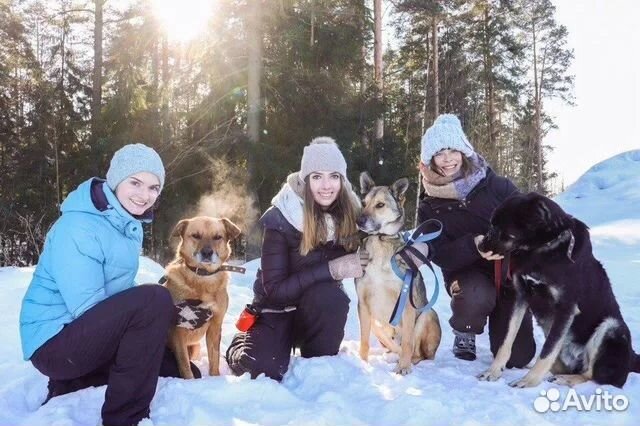 Выгул собак / передержка / ситтинг