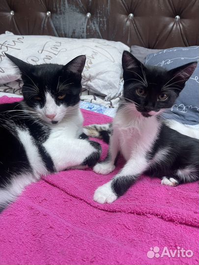 Отдам котенка в добрые руки