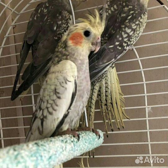 Птенцы кореллы разных расцветок