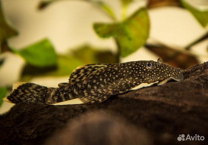 Сомик анциструс