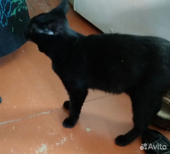 Ищем дом и хозяев для кошки