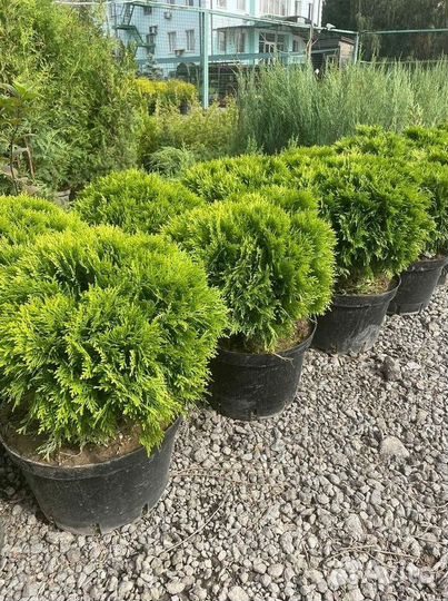 Туя западная Даника с доставкой