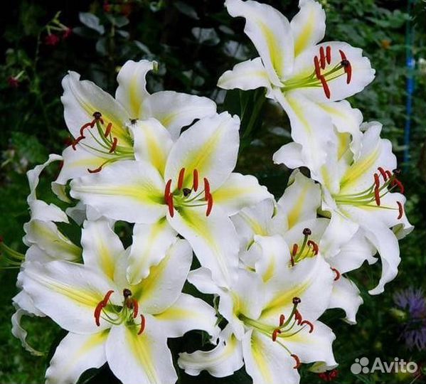 Лилия кокосса (lilium cocossa 