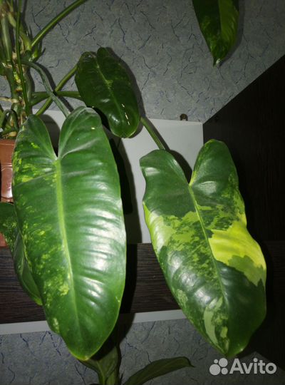 Комнатные цветы филодендрон