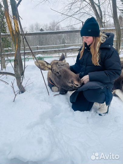 Новогодний тур в Костроме