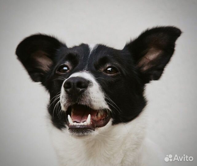 В добрые руки собака среднего размера