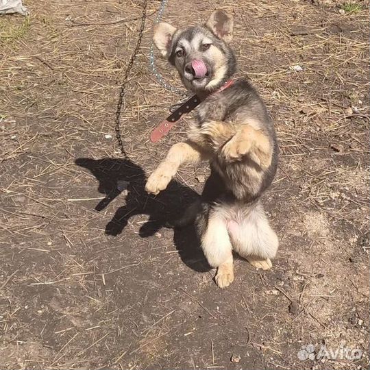 Виктория ищет добрую семью