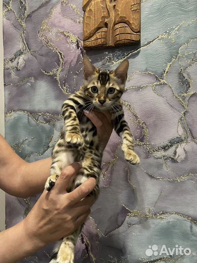 Бенгальская кошечка