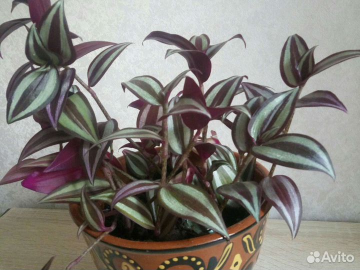 Традесканция зебрина