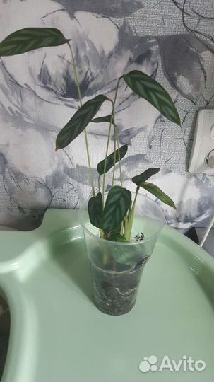 Комнатные растения