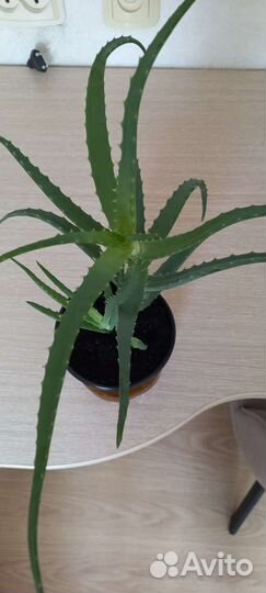 Каланхоэ цветущая, алоэ