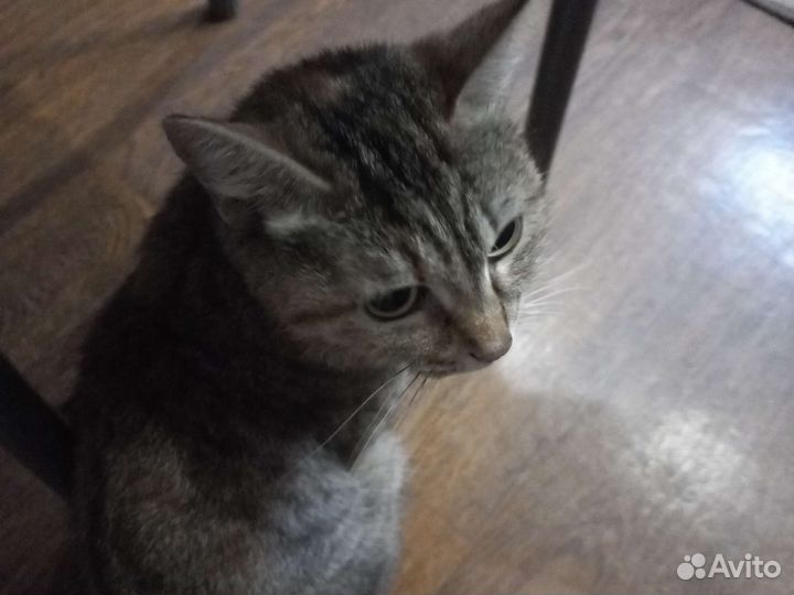 Кошки в добрые руки бесплатно