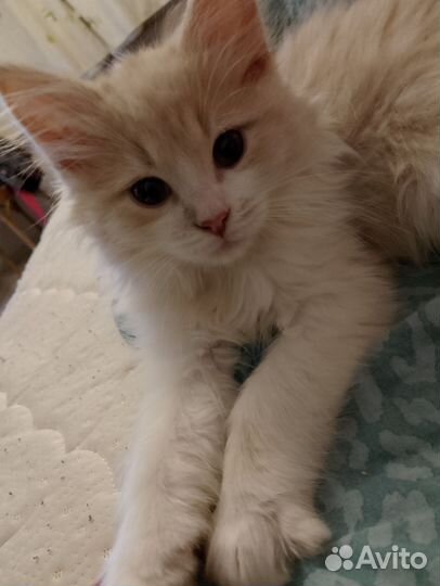 Котенок Лео 3 мес