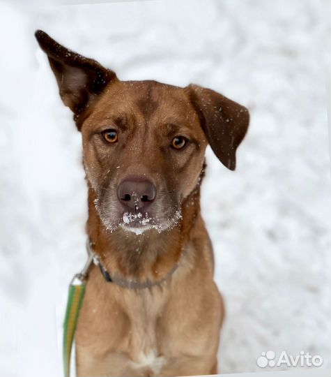 Нежный и энергичный пёс ищет хозяев себе под стать