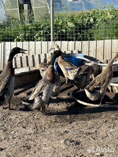 Инкубационное яйцо цесарки, индийский бегунок