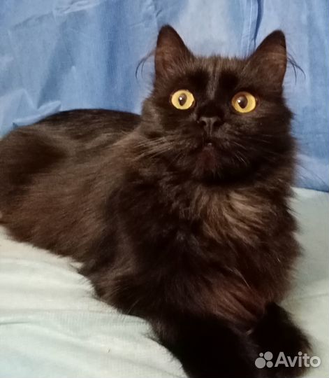 Пушинка в дар