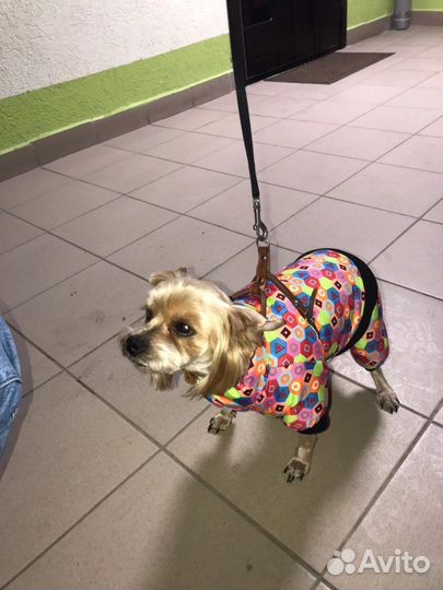 Зимний комбинезон для собак