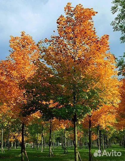 Клен остролистный