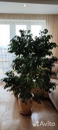 Фикус бенджамина