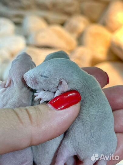 Крысята дамбо Рекс