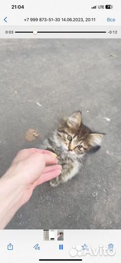 Котенок на улице. Срасите