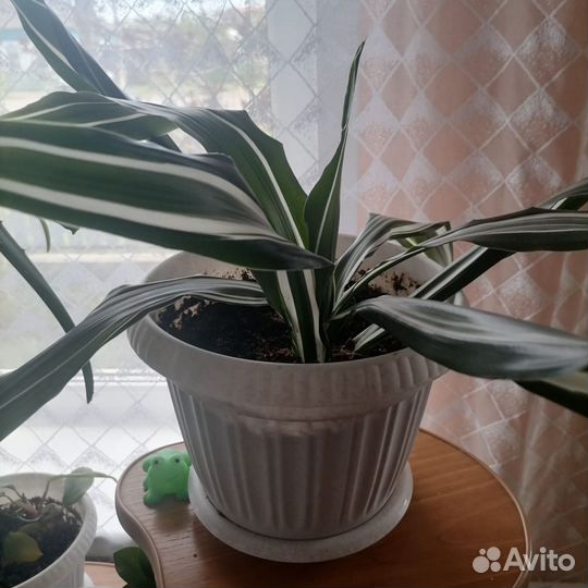 Замиокулькас