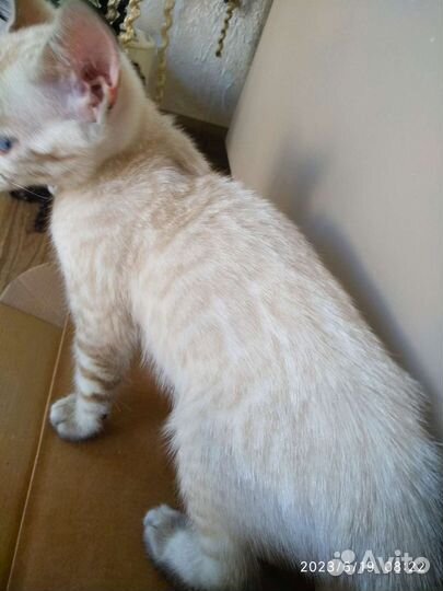 Котята Линкс (бенгальский снежный барс)