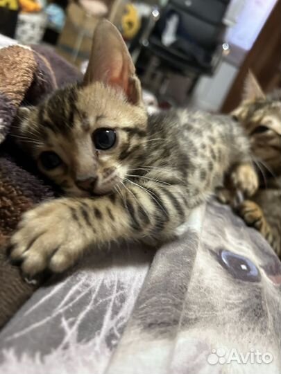 Бенгальские котята