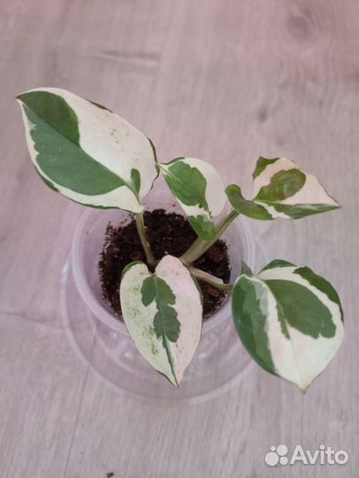 Сциндапсус Эпипремнум