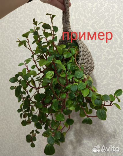 Комнатные цветы