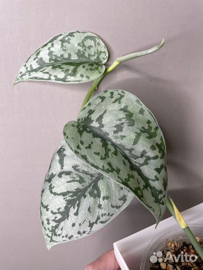 Сциндапсусы