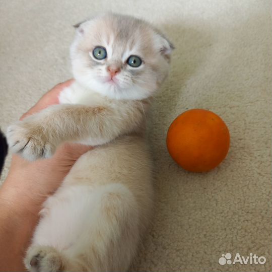 Шотландские вислоухие котята золотая шиншилла