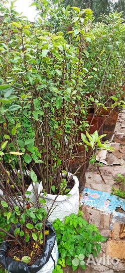 Яблоня саженцы