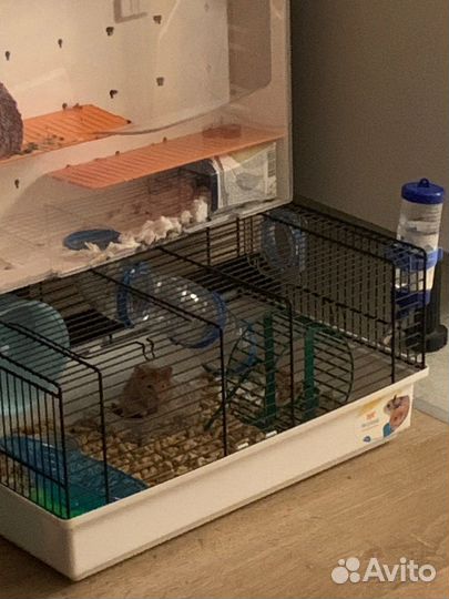 Возьму животное на передержку