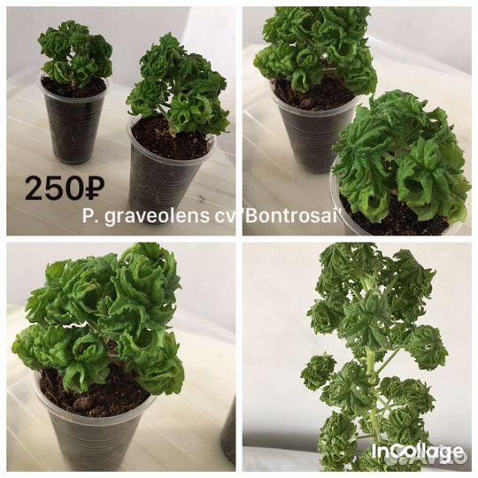 Сортовая душистая пеларгония