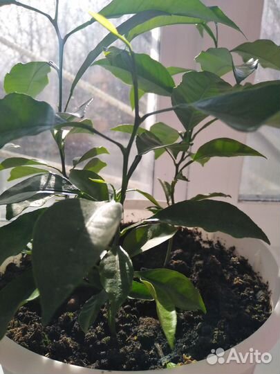 Мандариновое дерево