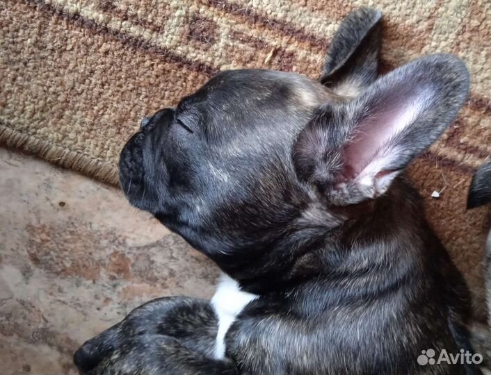 Щенки французы