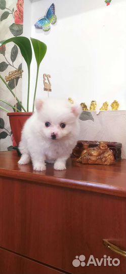 Щенки шпица