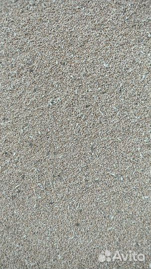 Пшеница фуражная