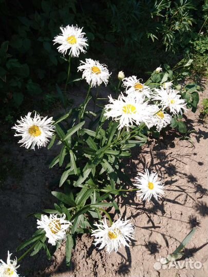 Ромашка кудрявая