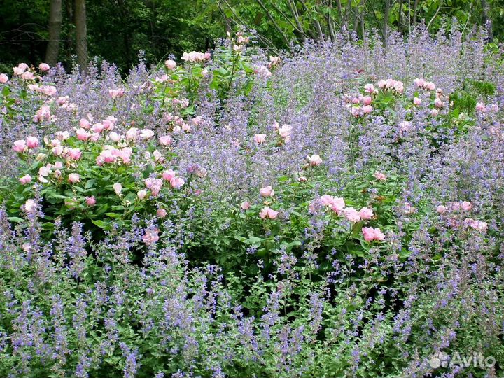 Северная лаванда — Котовник Фассена