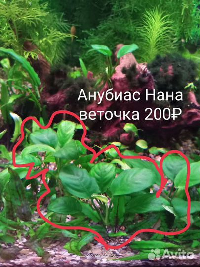 Аквариумные растения