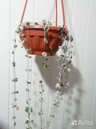 Церопегия вуду вариегата