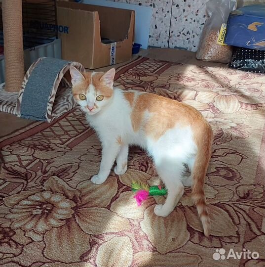 Котенок в добрые руки