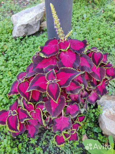 Колеусы, немантус, кислица