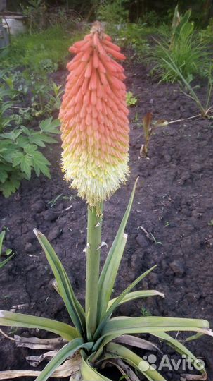 Многолетние цветы