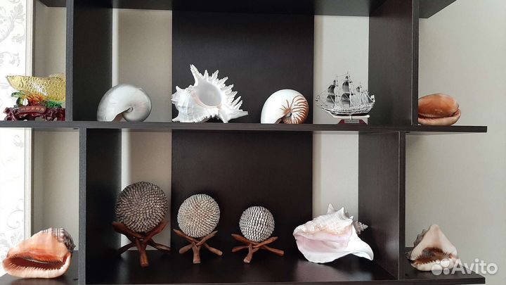 Морские раковины и кораллы