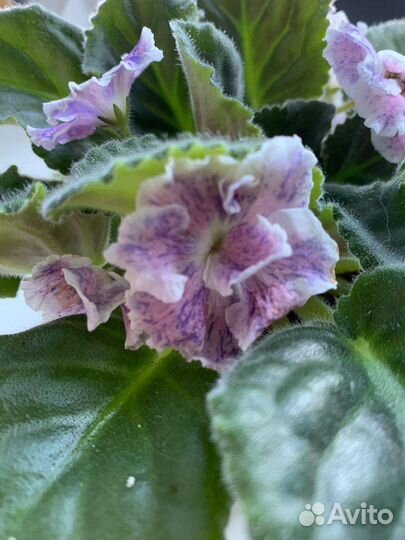 Детки фиалки