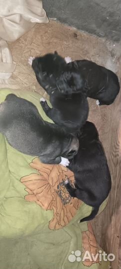 Щенки в добрые руки отдам бесплатно